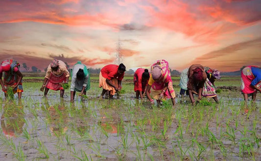 Mugei Rice Mayurbhanj Odisha